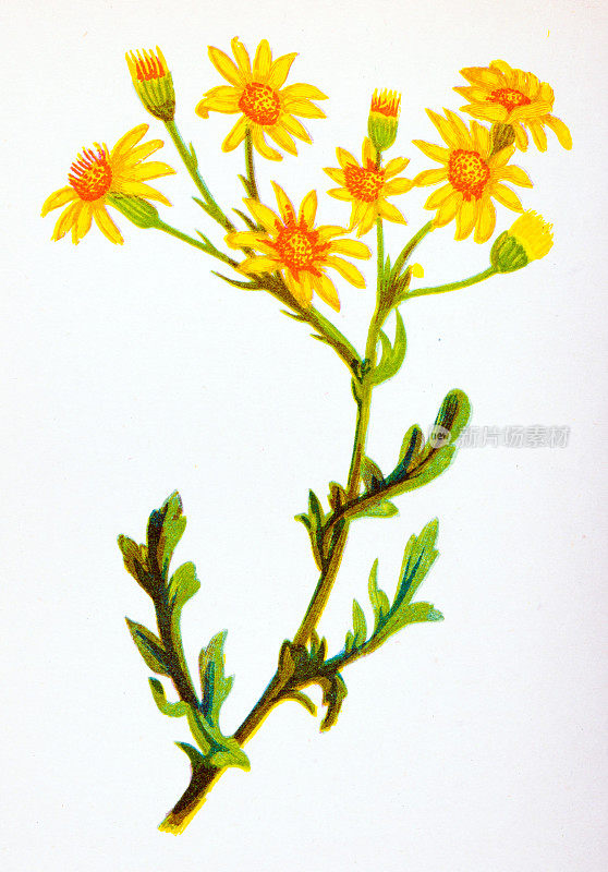 野生花卉的古董植物学插图:普通的狗舌草，Senecio Jacobaea